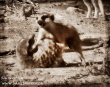 Meerkat