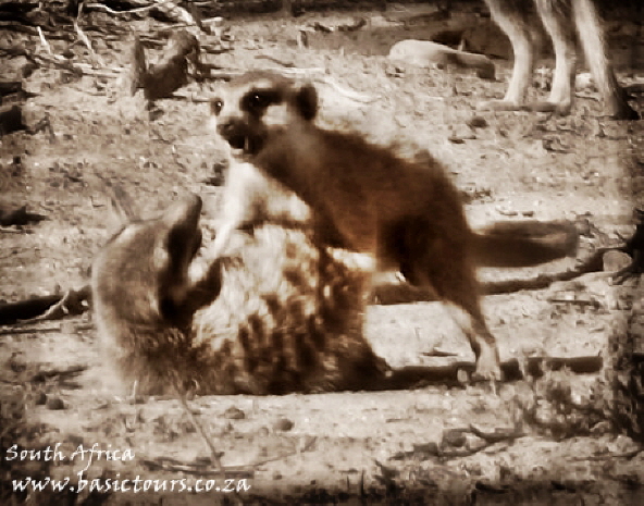 Meerkat