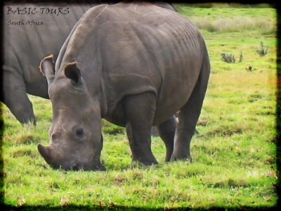 babyrhino